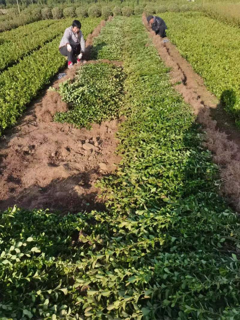 卫矛基地，杯苗地苗，色泽鲜艳，植株健壮，各种规格齐全