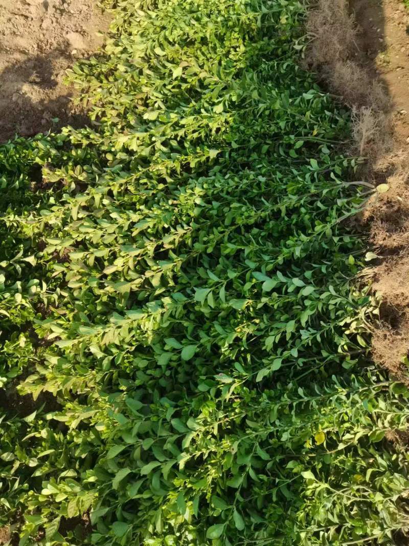 卫矛基地，杯苗地苗，色泽鲜艳，植株健壮，各种规格齐全