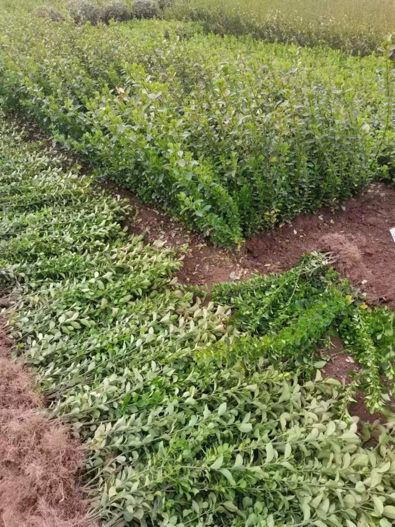 卫矛基地，杯苗地苗，色泽鲜艳，植株健壮，各种规格齐全