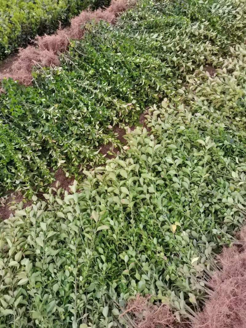 卫矛基地，杯苗地苗，色泽鲜艳，植株健壮，各种规格齐全
