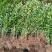 卫矛基地，杯苗地苗，色泽鲜艳，植株健壮，各种规格齐全