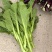 贵州芽白菜苔
