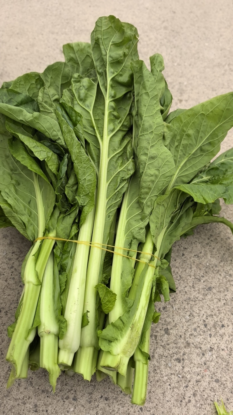 贵州芽白菜苔