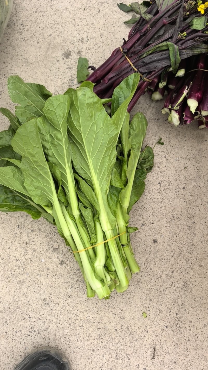 贵州芽白菜苔