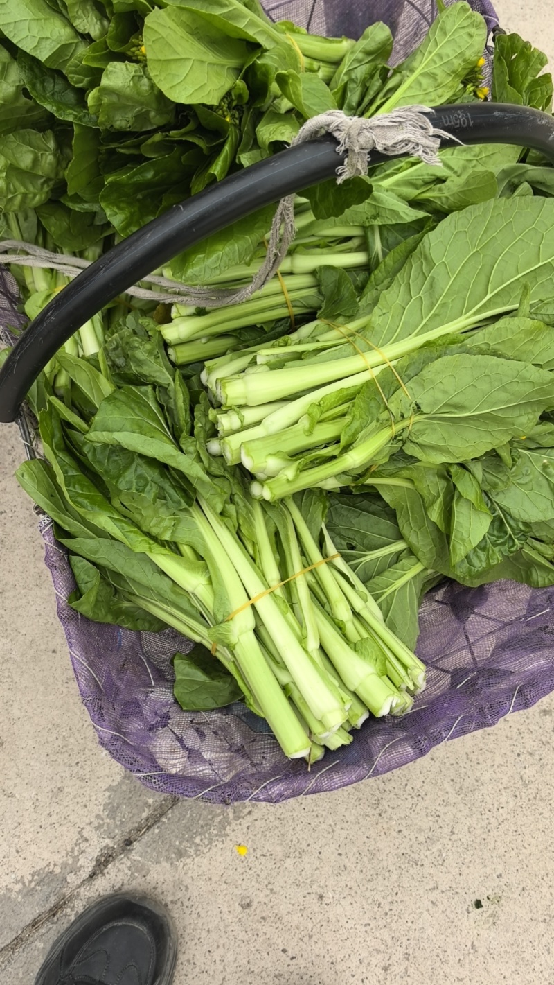贵州芽白菜苔