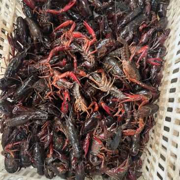 小龙虾