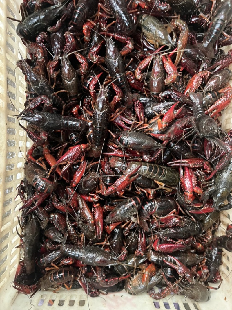 小龙虾