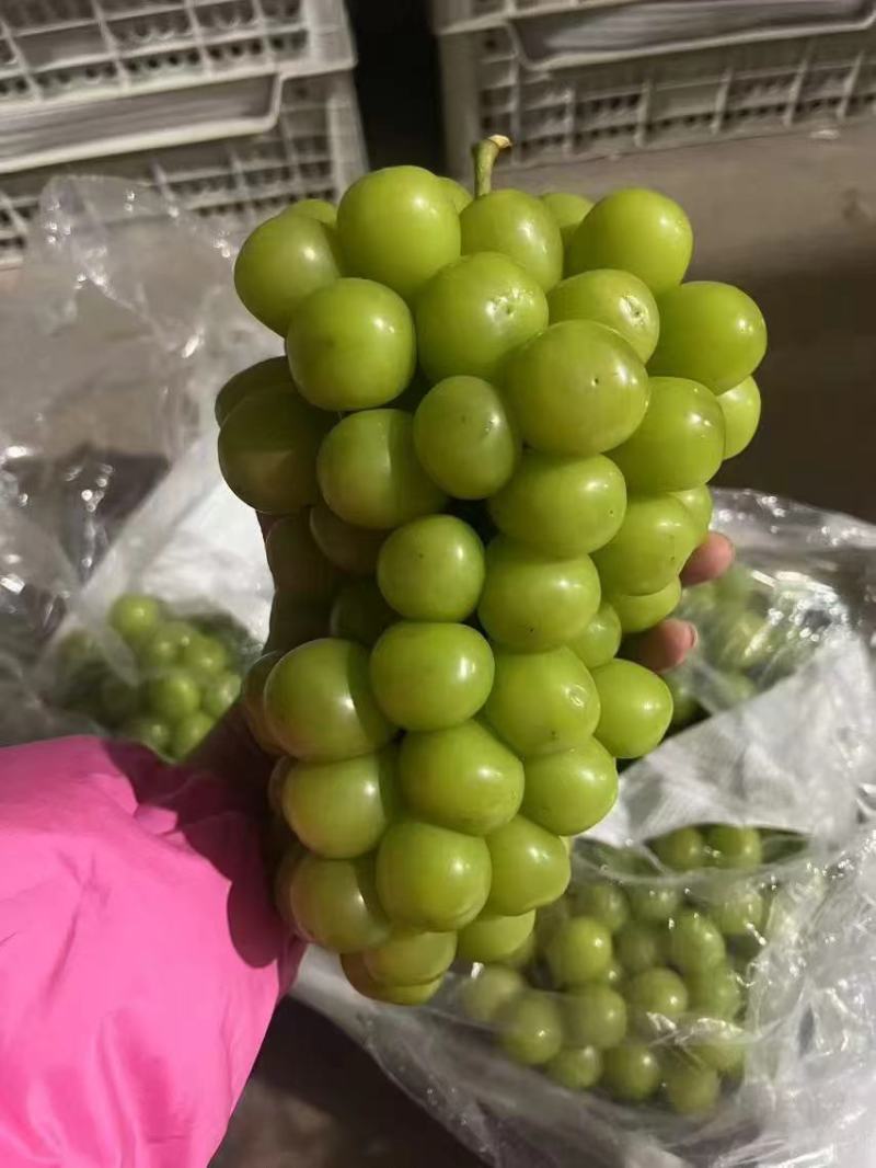 阳光玫瑰