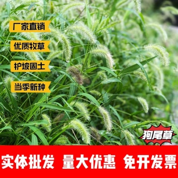 狗尾草种子厂家货源批发价格全国发货价格便宜欢迎下单咨询