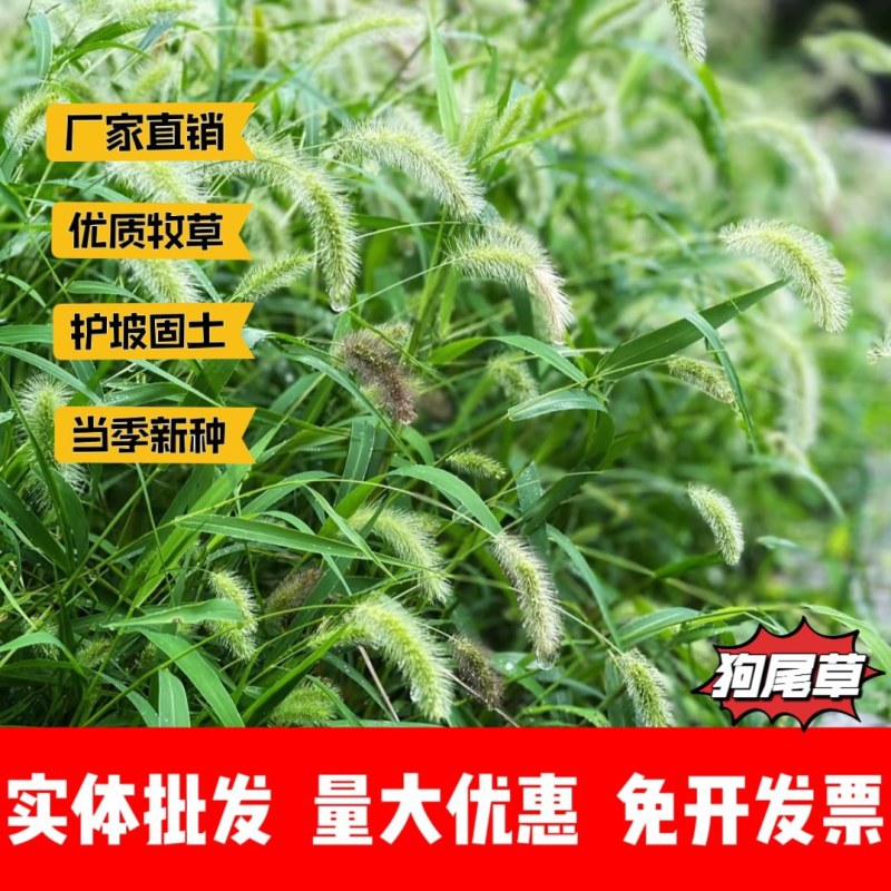 狗尾草种子厂家货源批发价格全国发货价格便宜欢迎下单咨询