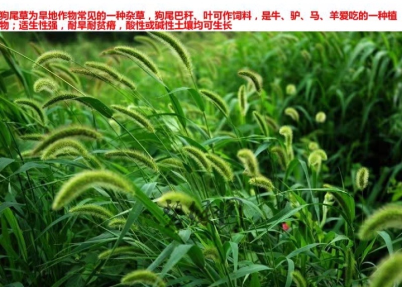 狗尾草种子厂家货源批发价格全国发货价格便宜欢迎下单咨询