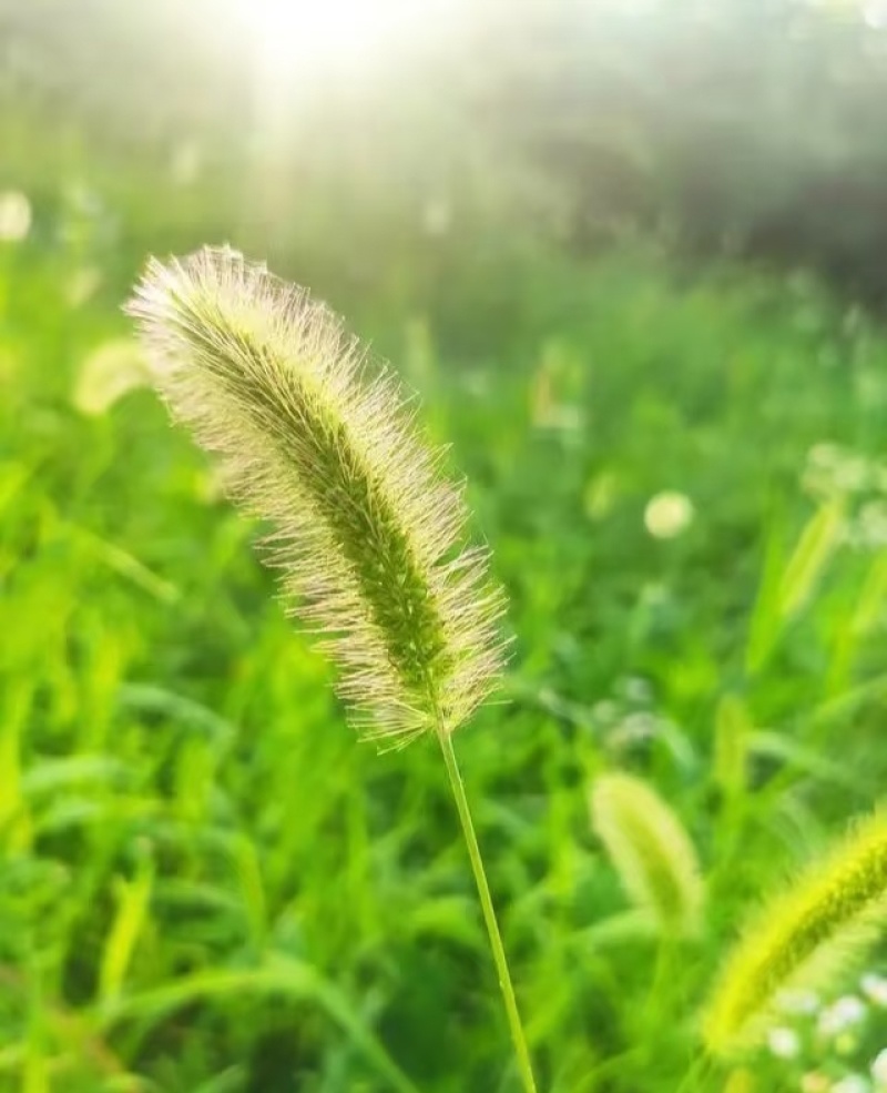 狗尾草种子厂家货源批发价格全国发货价格便宜欢迎下单咨询
