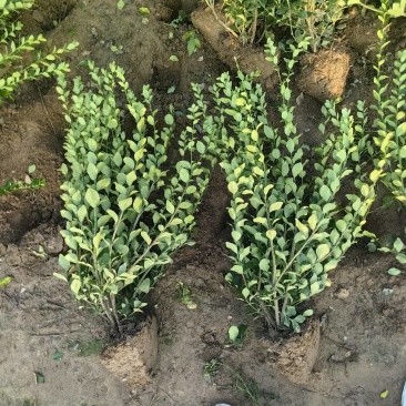 卫矛基地，杯苗地苗，色泽鲜艳，植株健壮，各种规格齐全