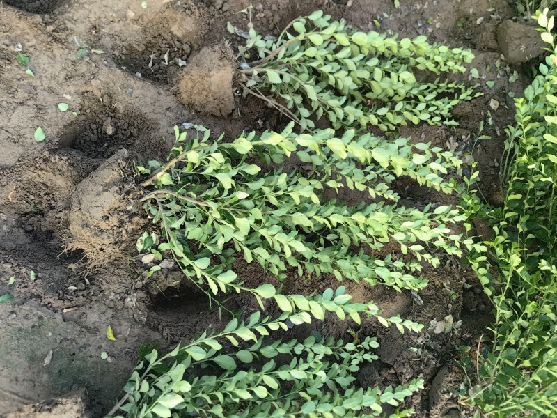 卫矛基地，杯苗地苗，色泽鲜艳，植株健壮，各种规格齐全