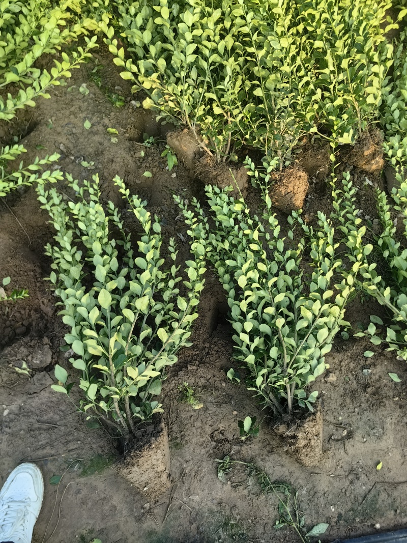卫矛基地，杯苗地苗，色泽鲜艳，植株健壮，各种规格齐全