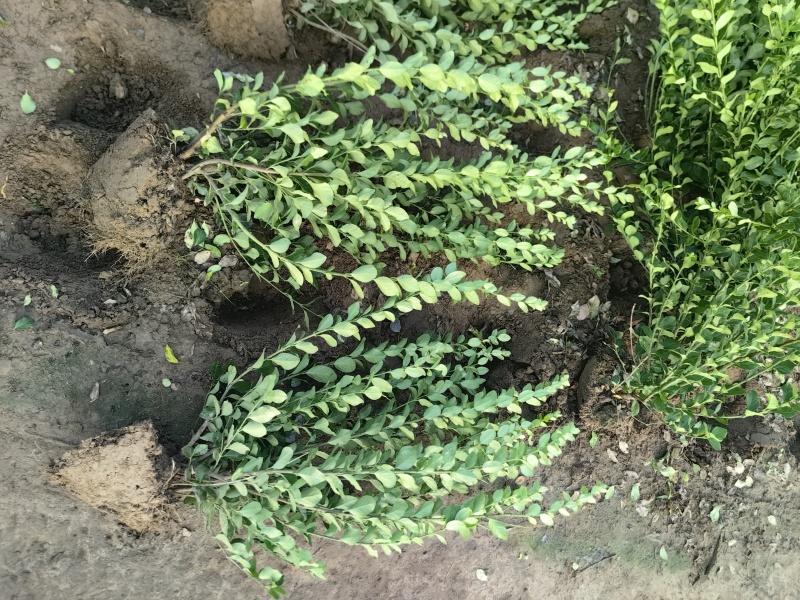 卫矛基地，杯苗地苗，色泽鲜艳，植株健壮，各种规格齐全