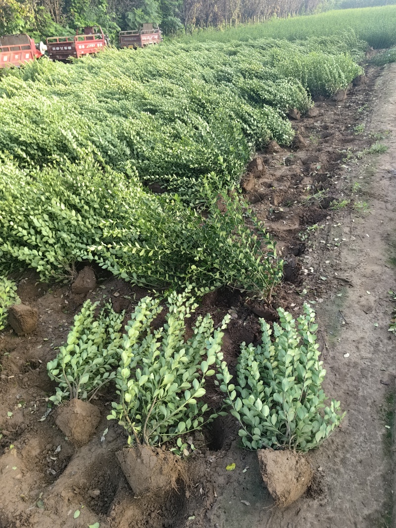 卫矛基地，杯苗地苗，色泽鲜艳，植株健壮，各种规格齐全
