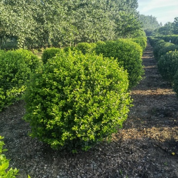 卫矛球基地，杯苗地苗，色泽鲜艳，植株健壮，各种规格齐全