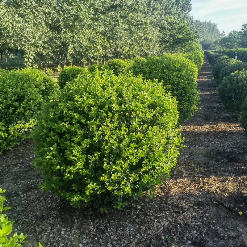 卫矛球基地，杯苗地苗，色泽鲜艳，植株健壮，各种规格齐全
