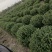 卫矛球基地，杯苗地苗，色泽鲜艳，植株健壮，各种规格齐全