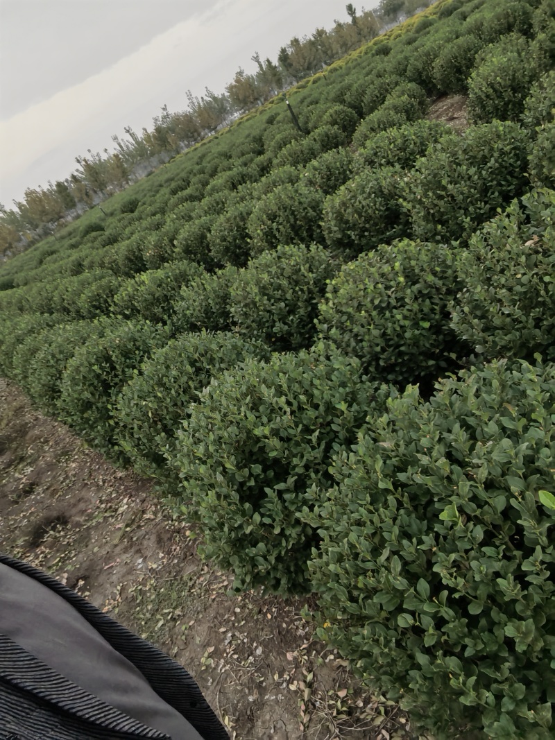 卫矛球基地，杯苗地苗，色泽鲜艳，植株健壮，各种规格齐全