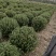 卫矛球基地，杯苗地苗，色泽鲜艳，植株健壮，各种规格齐全