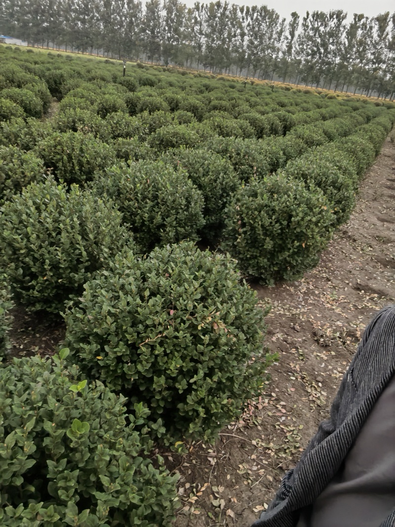 卫矛球基地，杯苗地苗，色泽鲜艳，植株健壮，各种规格齐全