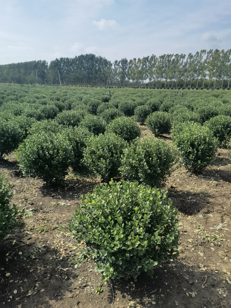 卫矛球基地，杯苗地苗，色泽鲜艳，植株健壮，各种规格齐全