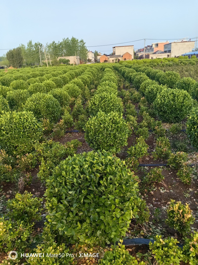 卫矛球基地，杯苗地苗，色泽鲜艳，植株健壮，各种规格齐全
