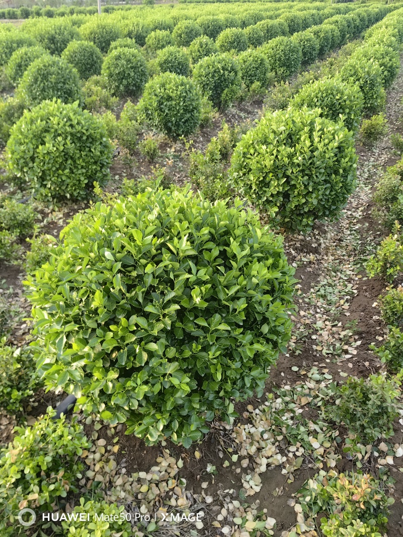 卫矛球基地，杯苗地苗，色泽鲜艳，植株健壮，各种规格齐全