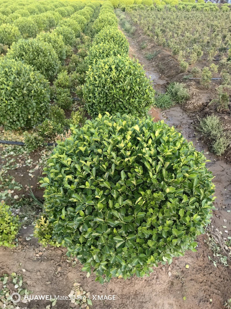 卫矛球基地，杯苗地苗，色泽鲜艳，植株健壮，各种规格齐全