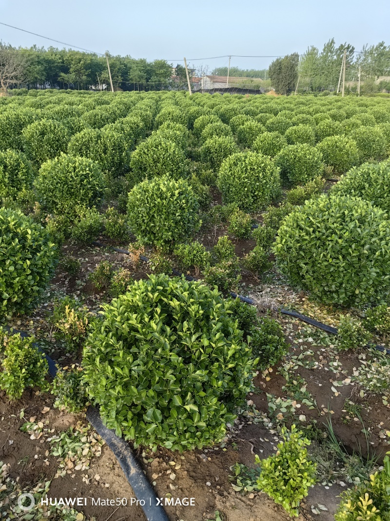 卫矛球基地，杯苗地苗，色泽鲜艳，植株健壮，各种规格齐全