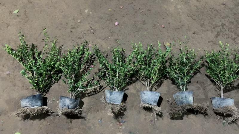 龟甲冬青基地，杯苗地苗，色泽鲜艳，植株健壮，各种规格齐全