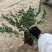 龟甲冬青基地，杯苗地苗，色泽鲜艳，植株健壮，各种规格齐全