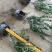 龟甲冬青基地，杯苗地苗，色泽鲜艳，植株健壮，各种规格齐全