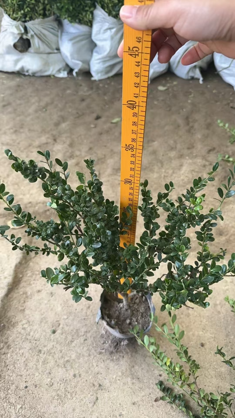 龟甲冬青基地，杯苗地苗，色泽鲜艳，植株健壮，各种规格齐全