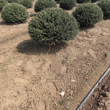 龟甲冬青基地，杯苗地苗，色泽鲜艳，植株健壮，各种规格齐全
