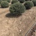 龟甲冬青基地，杯苗地苗，色泽鲜艳，植株健壮，各种规格齐全
