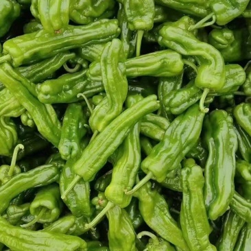 江苏精品薄皮椒大量上市品质保证量大从优一手货源