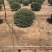 龟甲冬青基地，杯苗地苗，色泽鲜艳，植株健壮，各种规格齐全