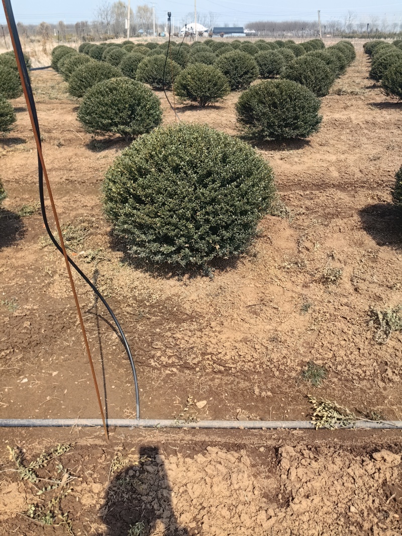 龟甲冬青基地，杯苗地苗，色泽鲜艳，植株健壮，各种规格齐全