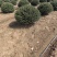 龟甲冬青基地，杯苗地苗，色泽鲜艳，植株健壮，各种规格齐全