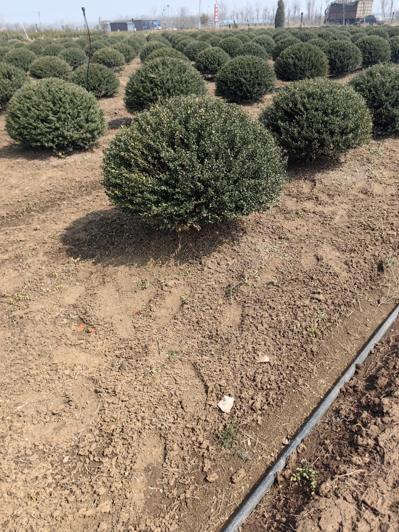 龟甲冬青基地，杯苗地苗，色泽鲜艳，植株健壮，各种规格齐全