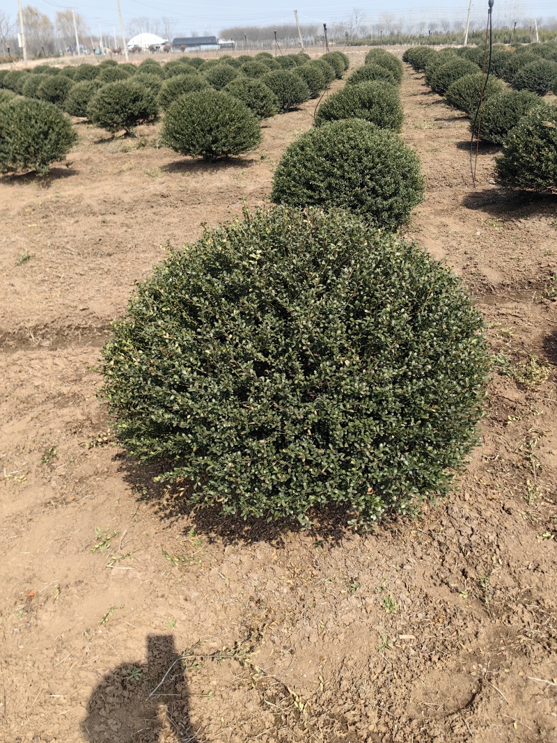 龟甲冬青基地，杯苗地苗，色泽鲜艳，植株健壮，各种规格齐全
