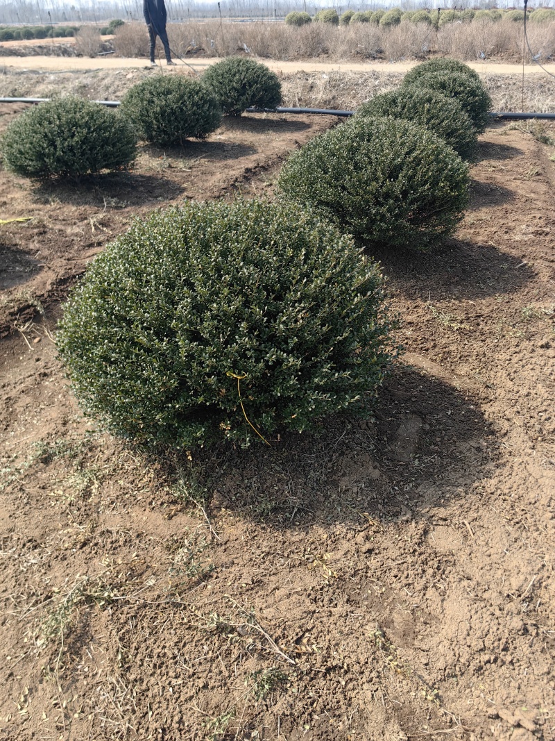 龟甲冬青基地，杯苗地苗，色泽鲜艳，植株健壮，各种规格齐全