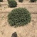 龟甲冬青基地，杯苗地苗，色泽鲜艳，植株健壮，各种规格齐全