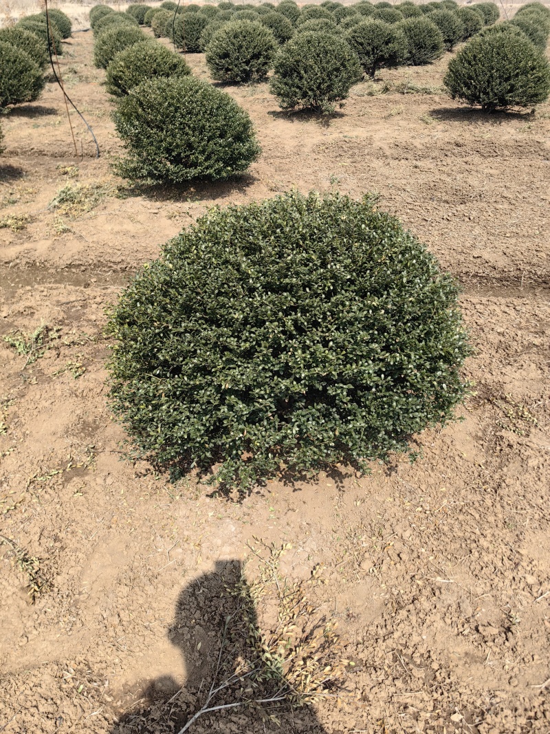 龟甲冬青基地，杯苗地苗，色泽鲜艳，植株健壮，各种规格齐全