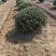 龟甲冬青基地，杯苗地苗，色泽鲜艳，植株健壮，各种规格齐全