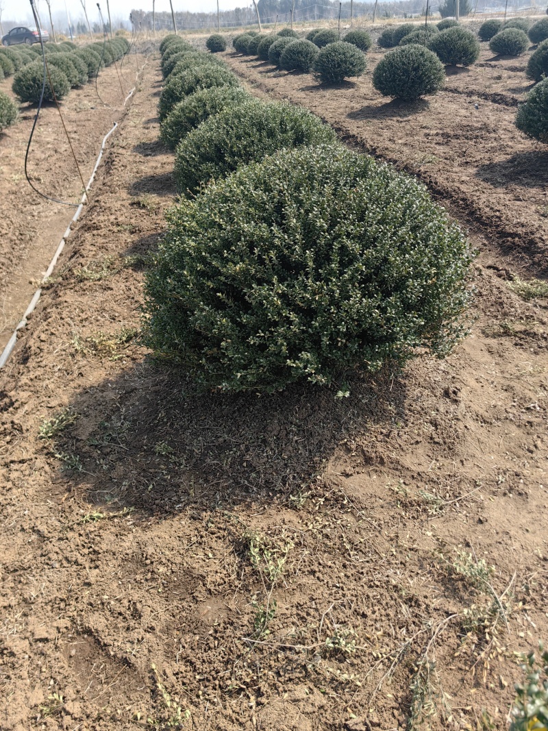 龟甲冬青基地，杯苗地苗，色泽鲜艳，植株健壮，各种规格齐全