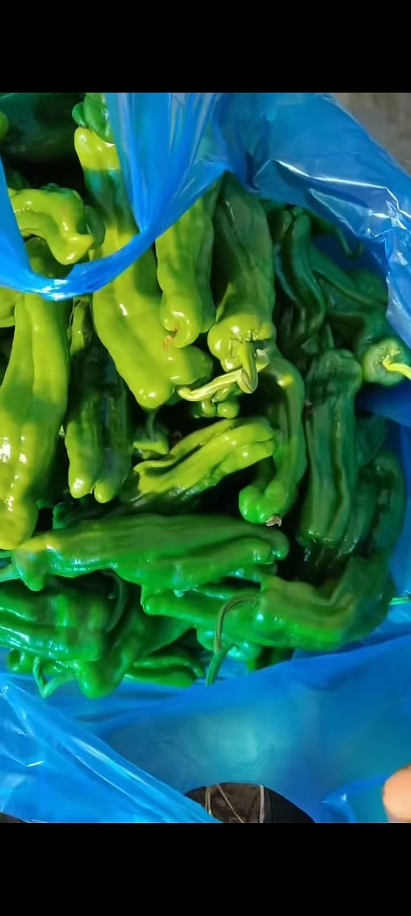 江苏精品薄皮椒大量上市品质保证量大从优一手货源